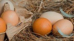 В России назвали возможных новых поставщиков яиц из-за рубежа