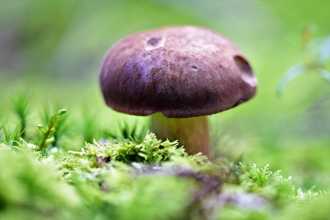 В Тюменской области начался грибной сезон