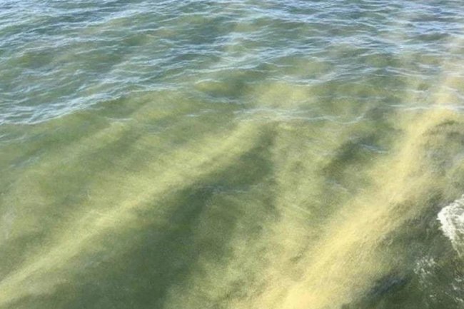 В Балтийском море зацвели токсичные водоросли
