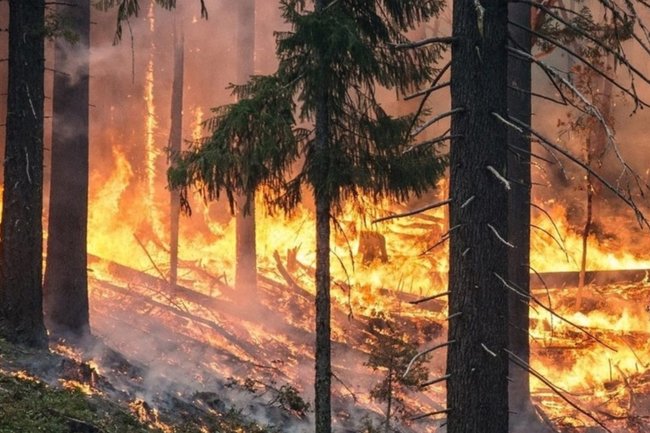 Исследование: лесные пожары угрожают восстановлению озоновому слою
