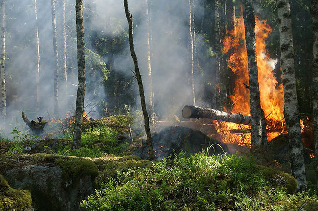 пожар лес