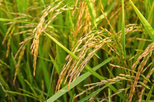 В Краснодарском крае увеличился экспорт риса