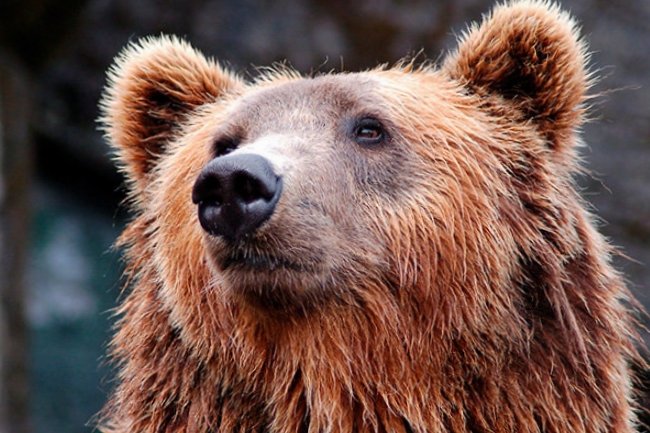 Жители Ноябрьска встретили на дороге бурого медведя
