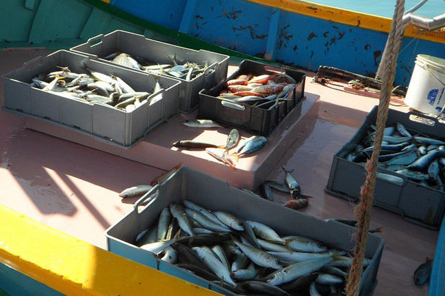 Аукционный передел в рыбной отрасли грозит скандалом в Росрыболовстве