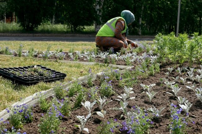 В Сургуте этим летом высадят более 400 тысяч растений
