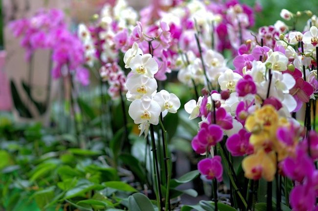 Ученые: На Таганае стало больше орхидей