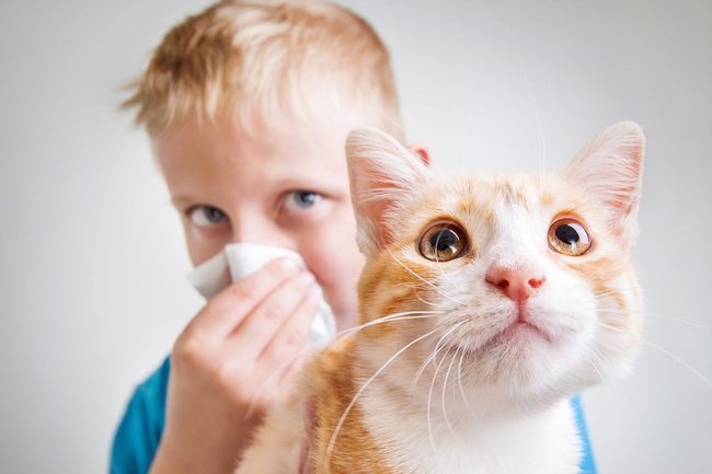 Аллергия на кошек - что делать