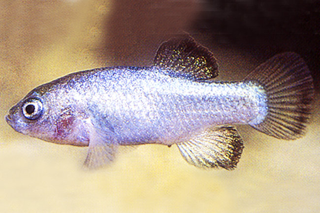 Cyprinodon Diabolis