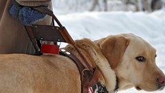 На Ямале хотят увеличить выплату на содержание собак-поводырей