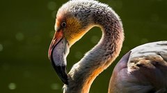 Потерявшегося в ХМАО фламинго отправили в зоопарк Екатеринбурга