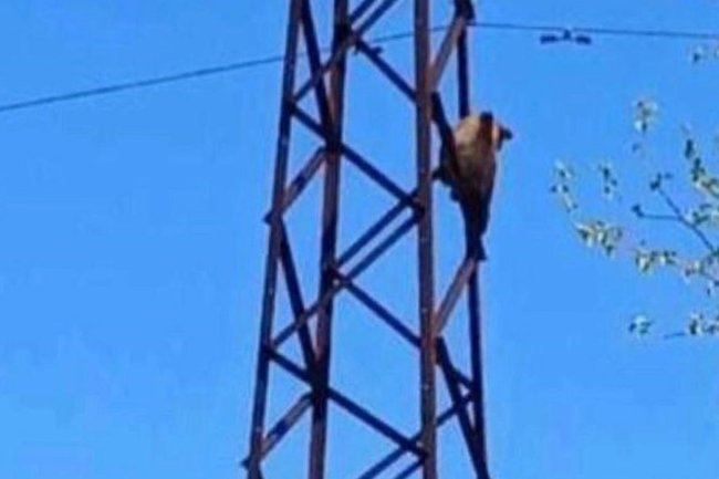 В ЯНАО медвежата поиграли в электриков - люди не оценили
