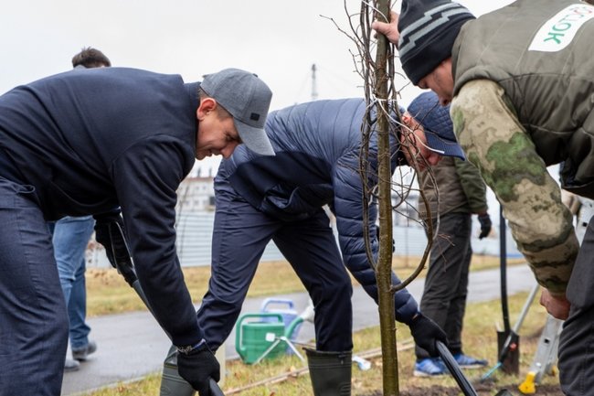 В Курске высадят деревья-крупномеры на 10 млн рублей