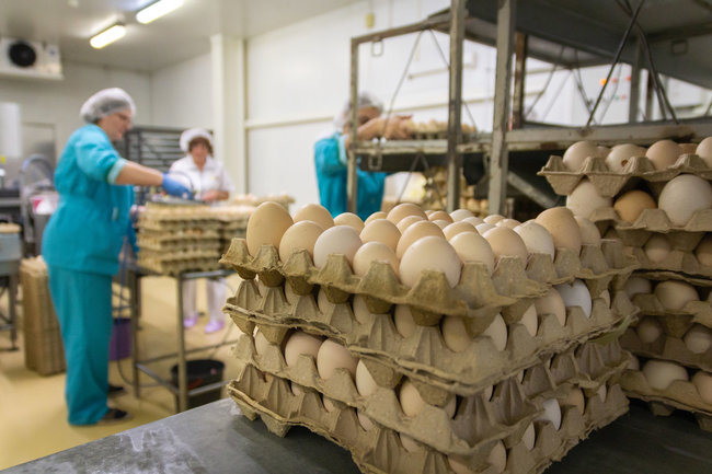 В бюджетных продуктовых сетях наблюдаются проблемы с куриными яйцами: что случилось