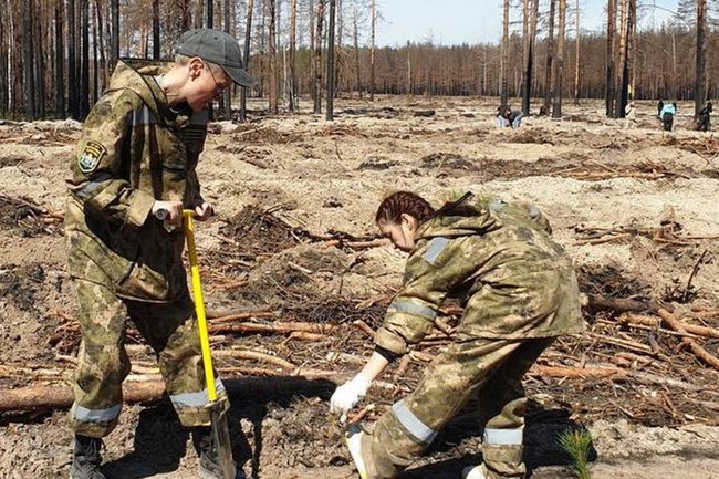 Губернатор Тюменской области поделился планами по восстановлению лесов