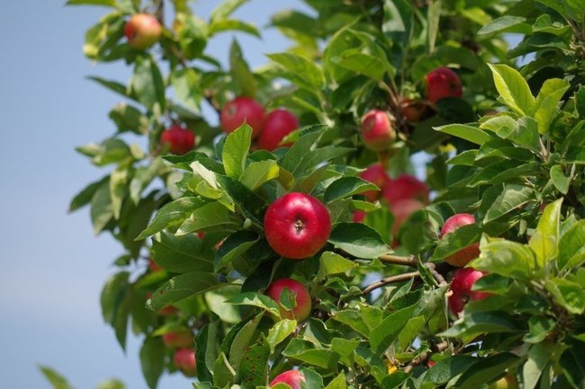 Муравьи не захотят приближаться к яблоням: гражданам рассказали, чем нужно обрабатывать свой сад