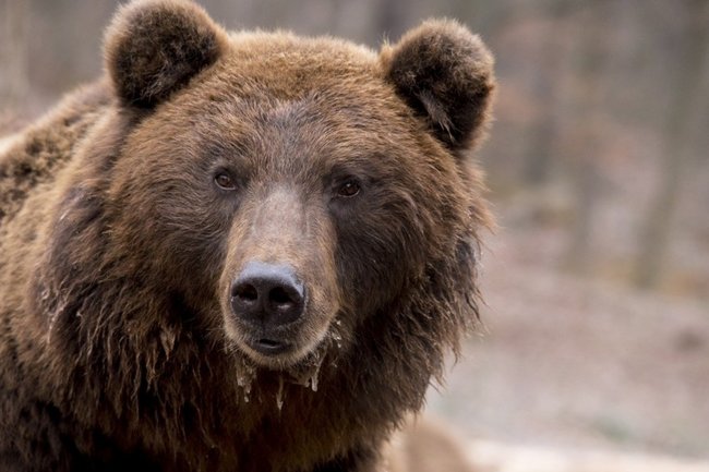 Понаприходили: медведи становятся частыми гостями в городах ХМАО