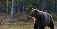 136-килограммовый медведь ворвался на кухню к мужчине