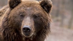 В Красноярске медведь заинтересовался биатлоном