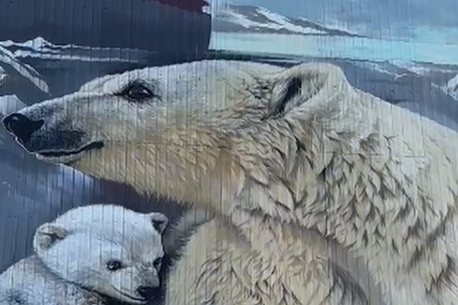 Семейство белых медведей поселилось на стене ямальской многоэтажки