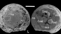 Эмбрионы возрастом 500 млн лет раскрыли тайны зарождения жизни