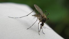 Власти Ханты-Мансийска тестируют систему уничтожения комаров
