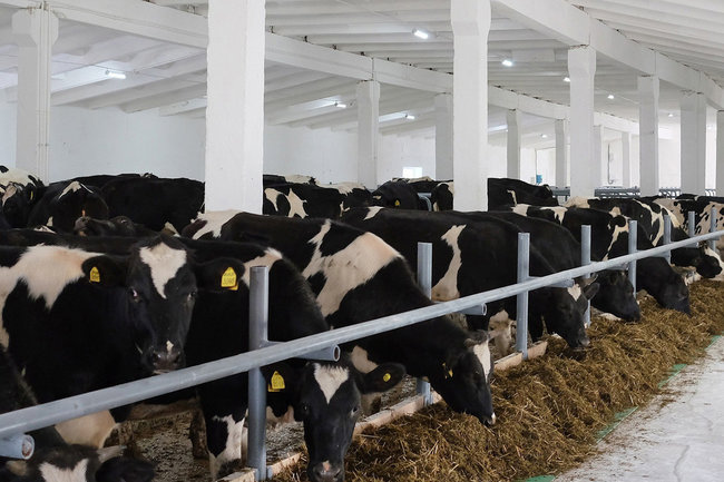 В Чувашии работают над повышением продуктивности коров