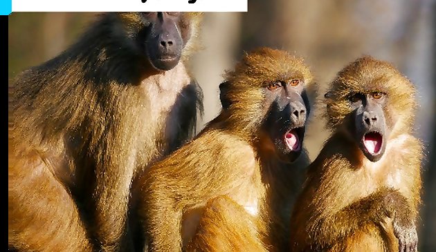Puzzle delle tre scimmie