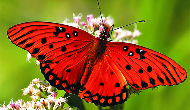 Nature Jigsaw Puzzle - Schmetterling