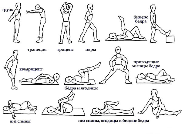 Комплекс упражнений для мышц спины с картинками